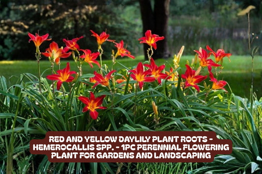 Red and Yellow Daylily Plant Roots – Perennial Garden Flower, Hemerocallis, Bright Colorful Bloom, Pollinator Attracting