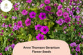 25+ Anne Thomson Geranium Seeds | Hardy Perennial Magenta Cranesbill | Long-Blooming Garden Flower