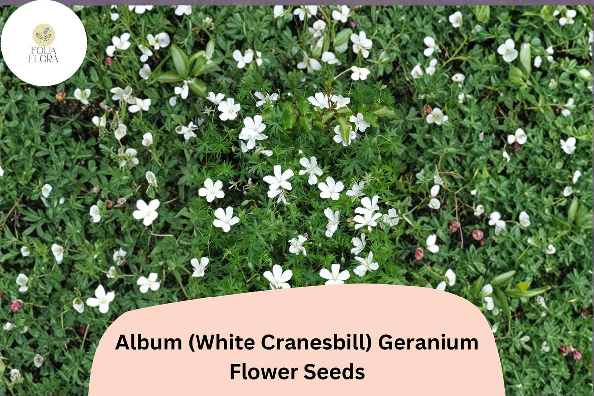 White Cranesbill Geranium Seeds | Hardy Perennial, Garden Borders
