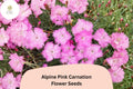 Alpine Pink Carnation Seeds | Fragrant Dianthus Alpinus