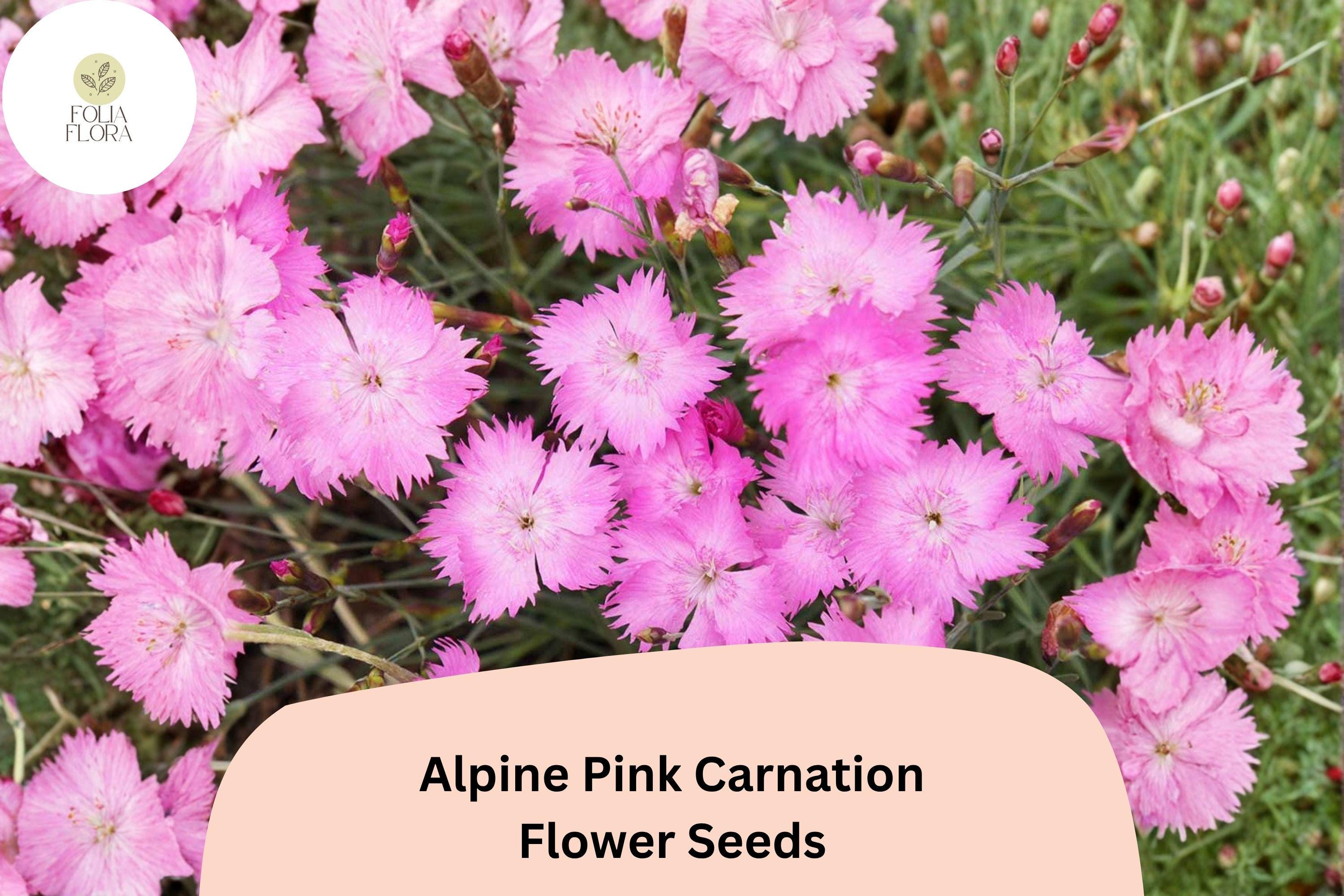 Alpine Pink Carnation Seeds | Fragrant Dianthus Alpinus