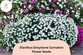200+ Dianthus Greystone Carnation Seeds: Hardy White Perennial Flowers