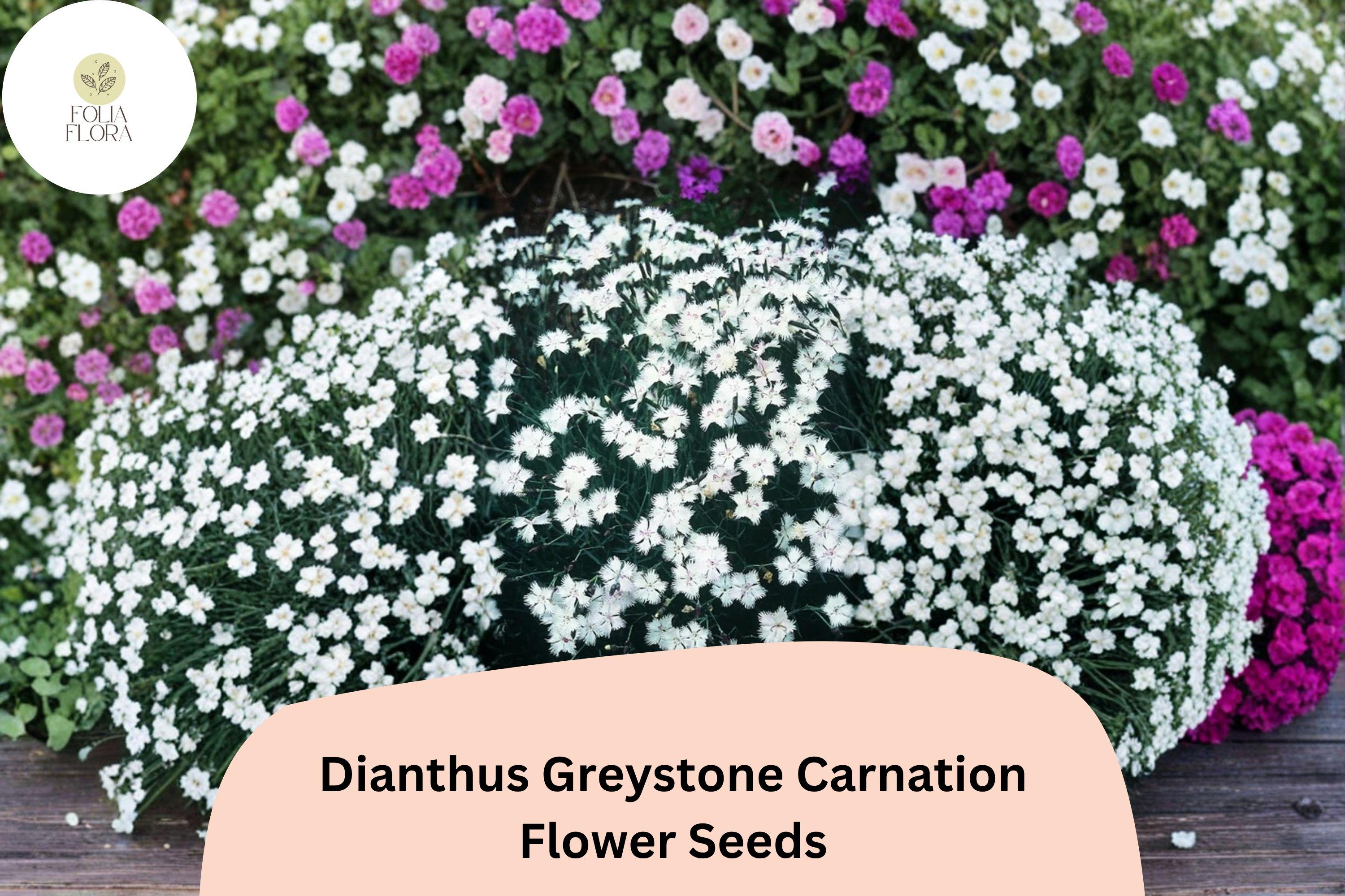 200+ Dianthus Greystone Carnation Seeds: Hardy White Perennial Flowers