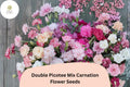 200+ Double Picotee Carnation Seeds: Frilled Garden Flowers