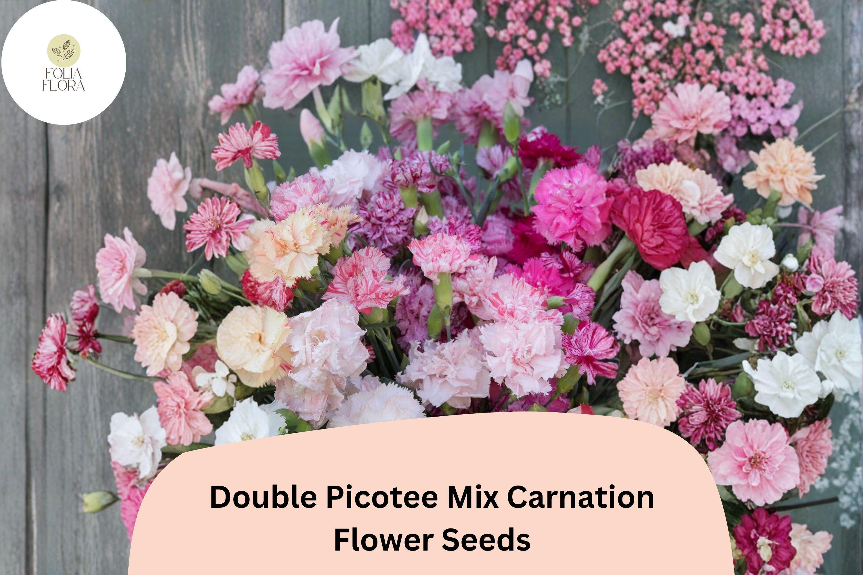 200+ Double Picotee Carnation Seeds: Frilled Garden Flowers