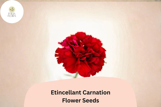 Etincellant Carnation Seeds: 200+ Red Perennial Flowers