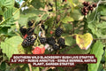 Blackberry Bush Plant – Live Starter in 3.5" Pot, Southern Wild Rubus fruticosus, Fruit-bearing, Drought-tolerant, Full Sun