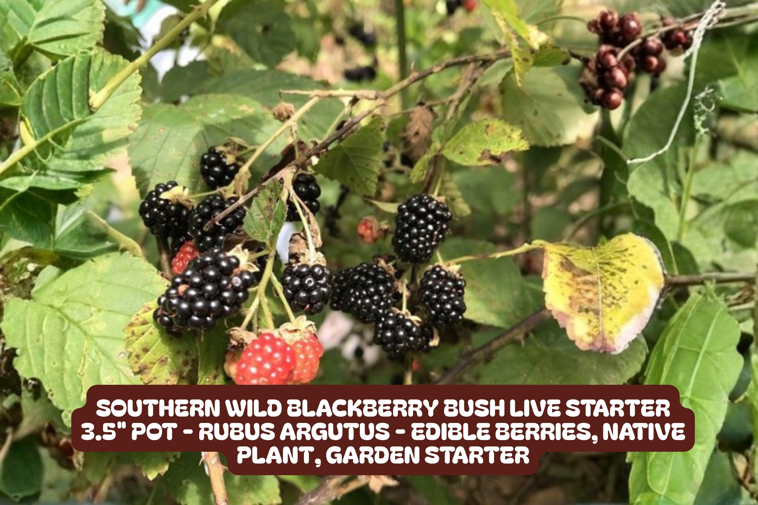 Blackberry Bush Plant – Live Starter in 3.5" Pot, Southern Wild Rubus fruticosus, Fruit-bearing, Drought-tolerant, Full Sun