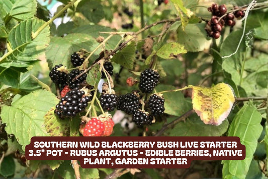 Blackberry Bush Plant – Live Starter in 3.5" Pot, Southern Wild Rubus fruticosus, Fruit-bearing, Drought-tolerant, Full Sun