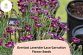 200+ Everlast Lavender Lace Carnation Seeds: Fragrant Purple Blooms, Hardy Garden Flowers