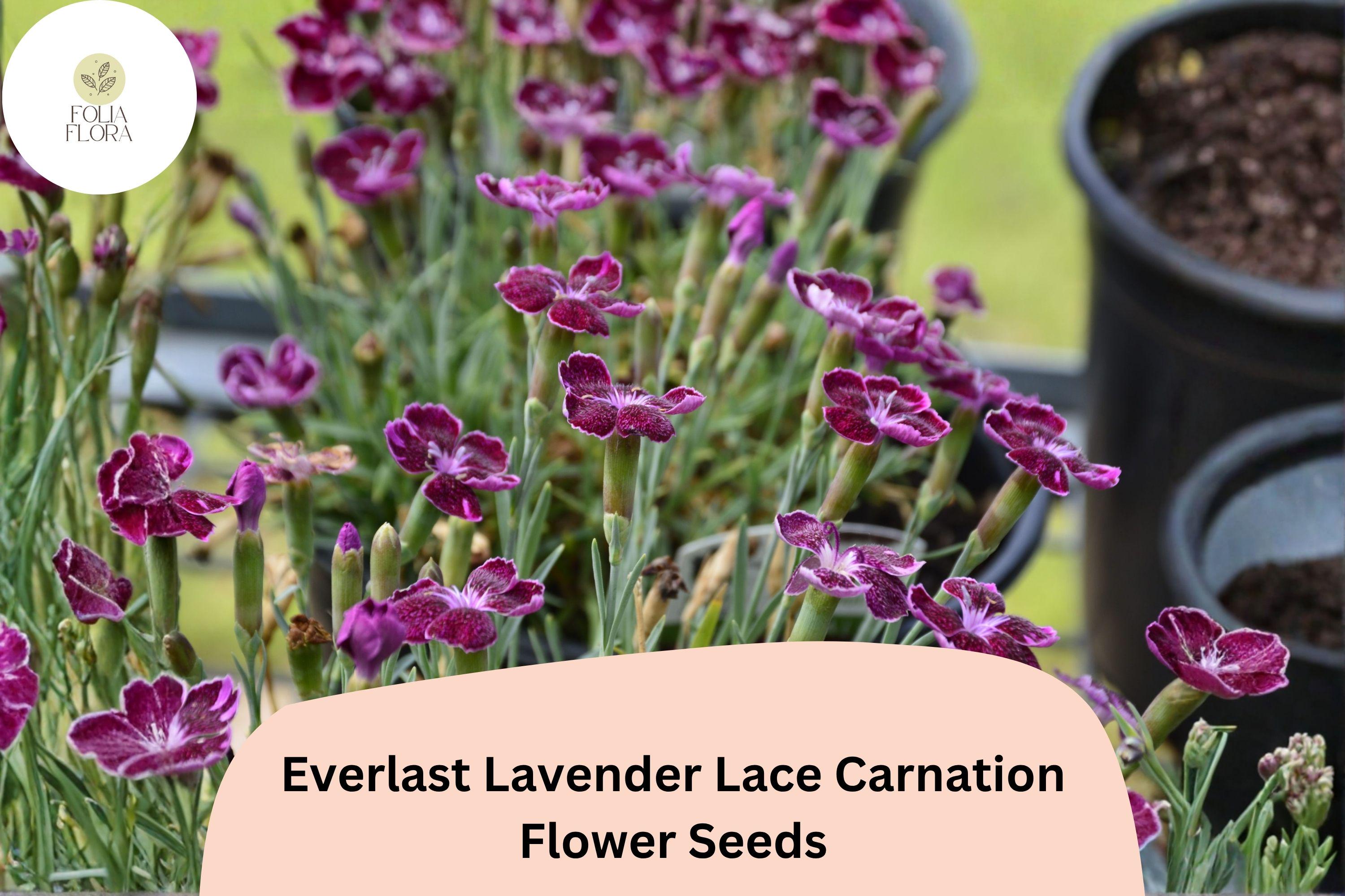 200+ Everlast Lavender Lace Carnation Seeds: Fragrant Purple Blooms, Hardy Garden Flowers