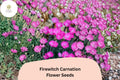 200+ Firewitch Carnation Seeds: Fragrant Pink Blooms, Hardy Perennial Garden Flowers