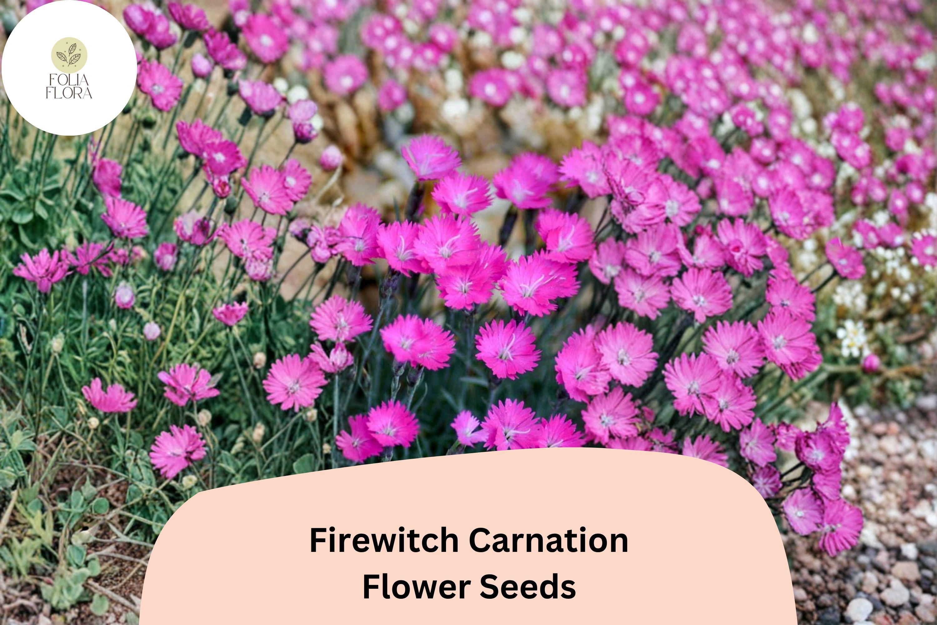 200+ Firewitch Carnation Seeds: Fragrant Pink Blooms, Hardy Perennial Garden Flowers