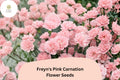 200+ Freynâ€™s Pink Carnation Seeds: Fragrant Pink Blooms, Hardy Perennial Garden Flowers