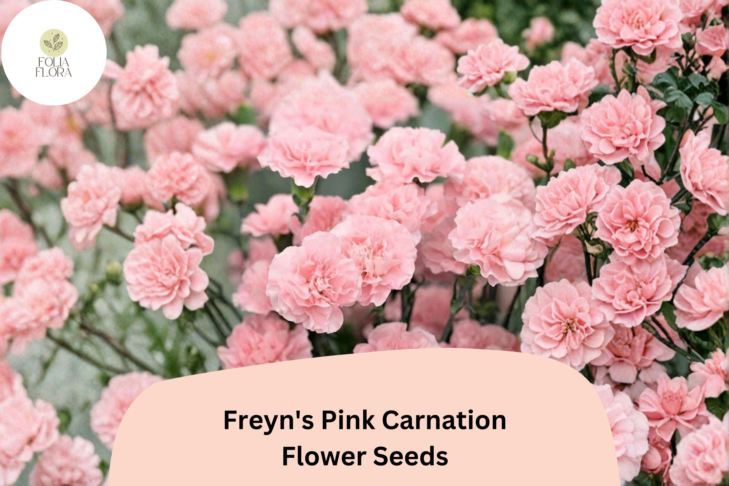 200+ Freynâ€™s Pink Carnation Seeds: Fragrant Pink Blooms, Hardy Perennial Garden Flowers