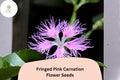 200+ Fringed Pink Carnation Seeds: Frilly Pink Blooms, Hardy Perennial Garden Flowers