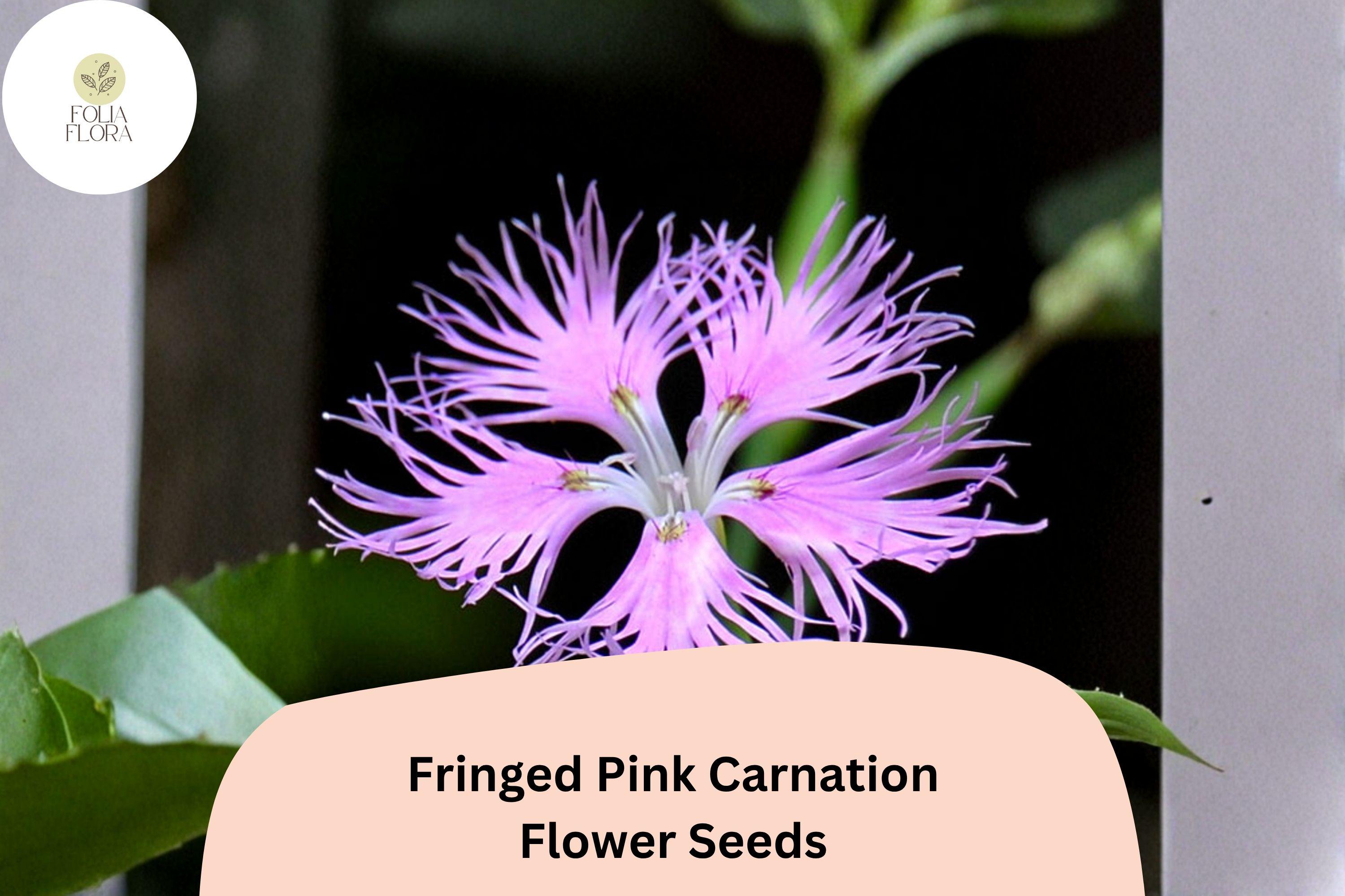 200+ Fringed Pink Carnation Seeds: Frilly Pink Blooms, Hardy Perennial Garden Flowers