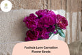 200+ Fuchsia Love Carnation Seeds: Fragrant Purple Blooms, Hardy Perennial Flowers