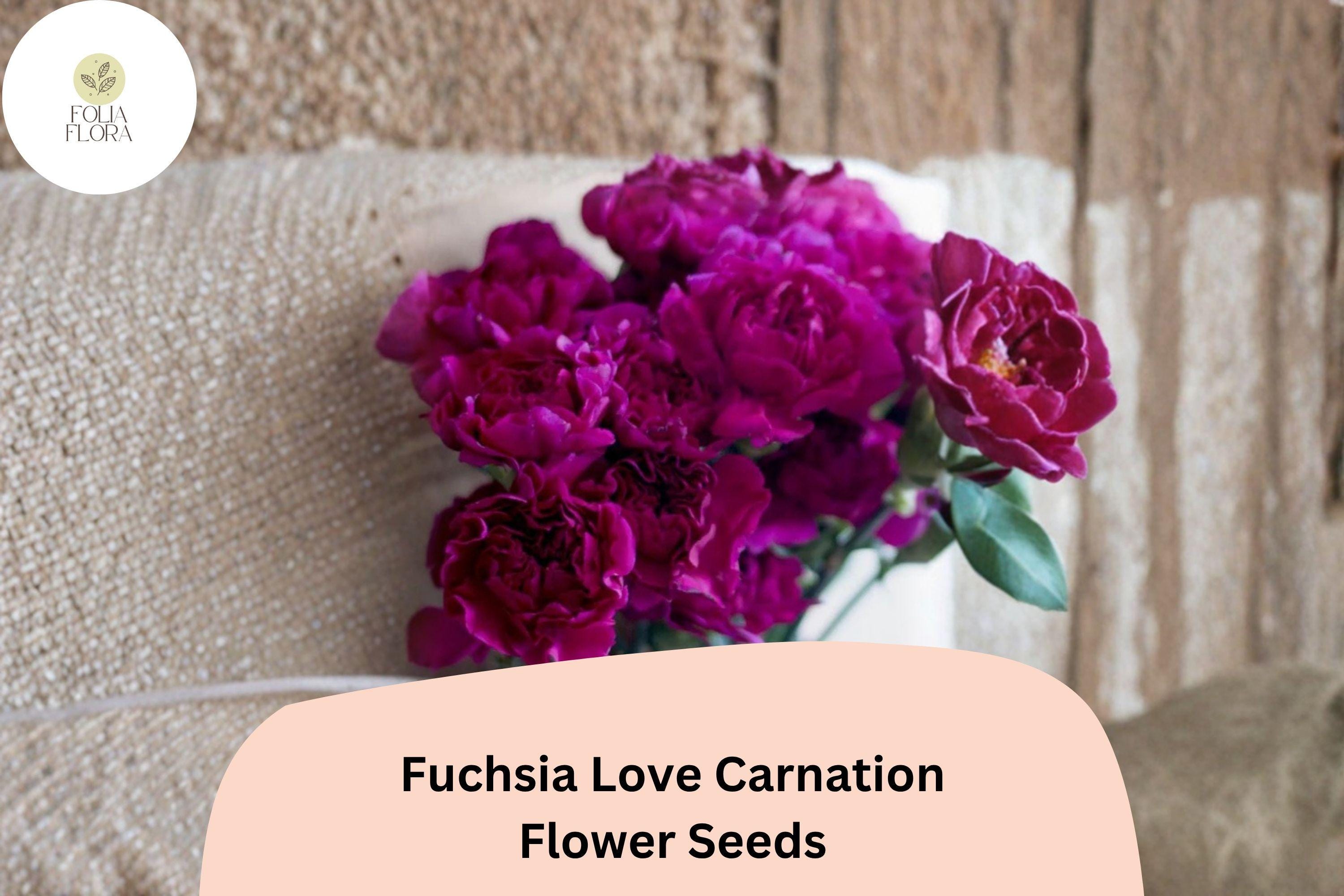 200+ Fuchsia Love Carnation Seeds: Fragrant Purple Blooms, Hardy Perennial Flowers