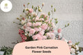 200+ Garden Pink Carnation Seeds: Fragrant Pink Blooms, Hardy Perennial Flowers