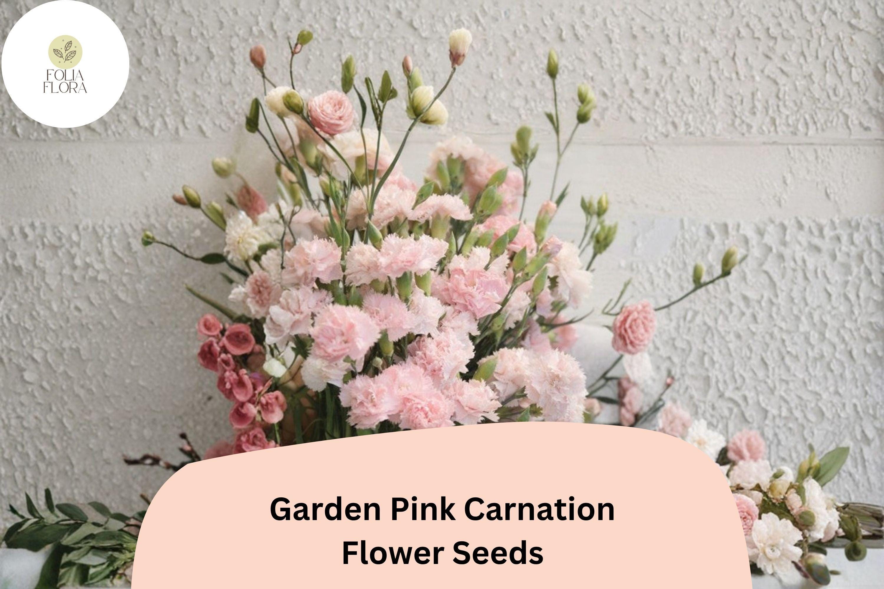 200+ Garden Pink Carnation Seeds: Fragrant Pink Blooms, Hardy Perennial Flowers