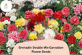 200+ Grenadin Double Mix Carnation Seeds: Fragrant Double Blooms, Colorful Garden Dianthus