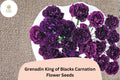 200+ Grenadin King of Blacks Carnation Seeds: Purple Double Blooms