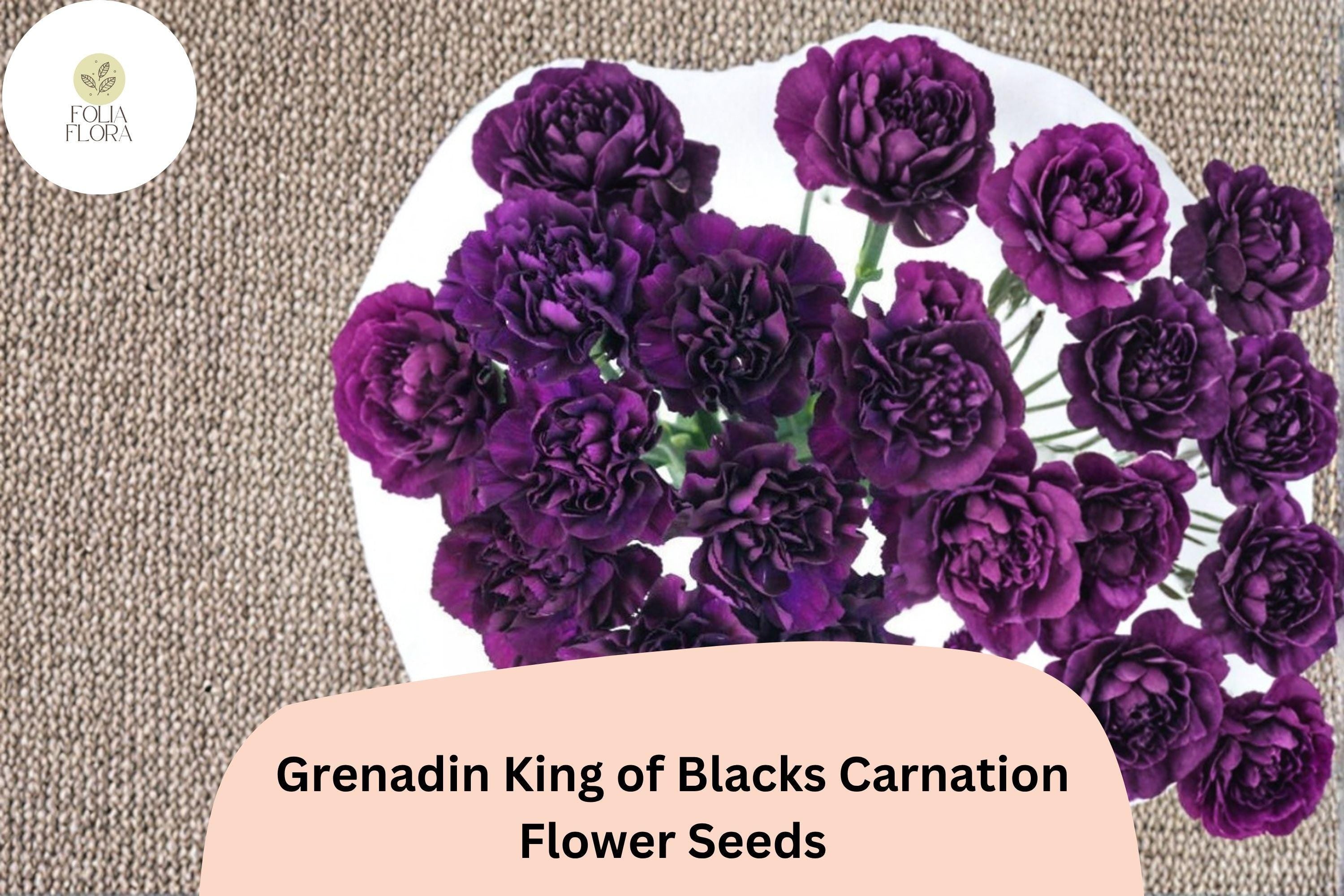 200+ Grenadin King of Blacks Carnation Seeds: Purple Double Blooms