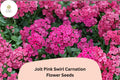 200+ Jolt Pink Swirl Carnation Seeds: Pink Swirled Double Blooms, Fragrant Hardy Perennial Dianthus