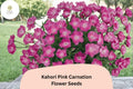 200+ Kahori Pink Carnation Seeds: Soft Pink Fragrant Blooms, Hardy Perennial Dianthus