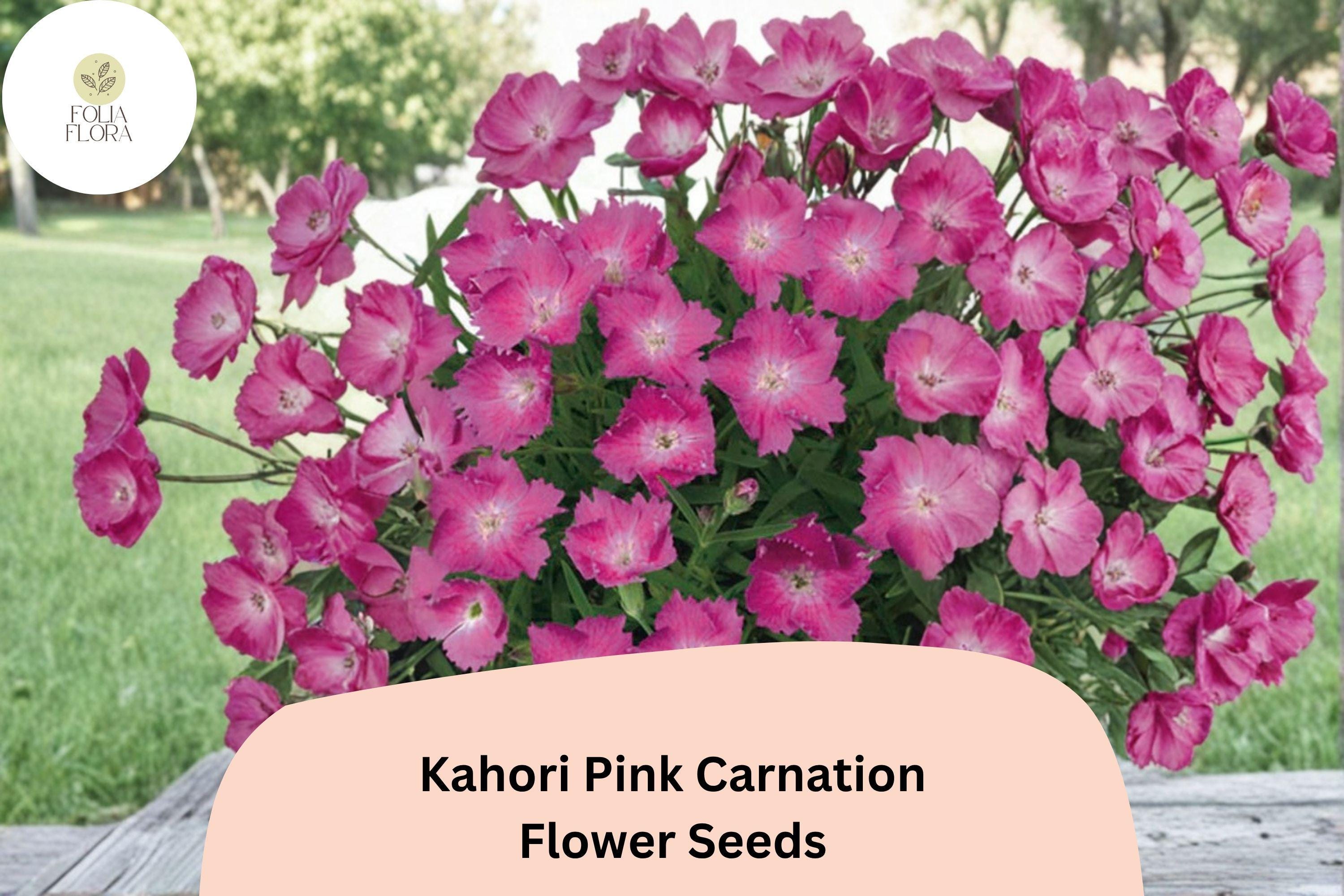 200+ Kahori Pink Carnation Seeds: Soft Pink Fragrant Blooms, Hardy Perennial Dianthus