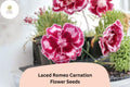 200+ Laced Romeo Carnation Seeds | Dianthus caryophyllus | Frilled Red & White Blooms for Garden Borders