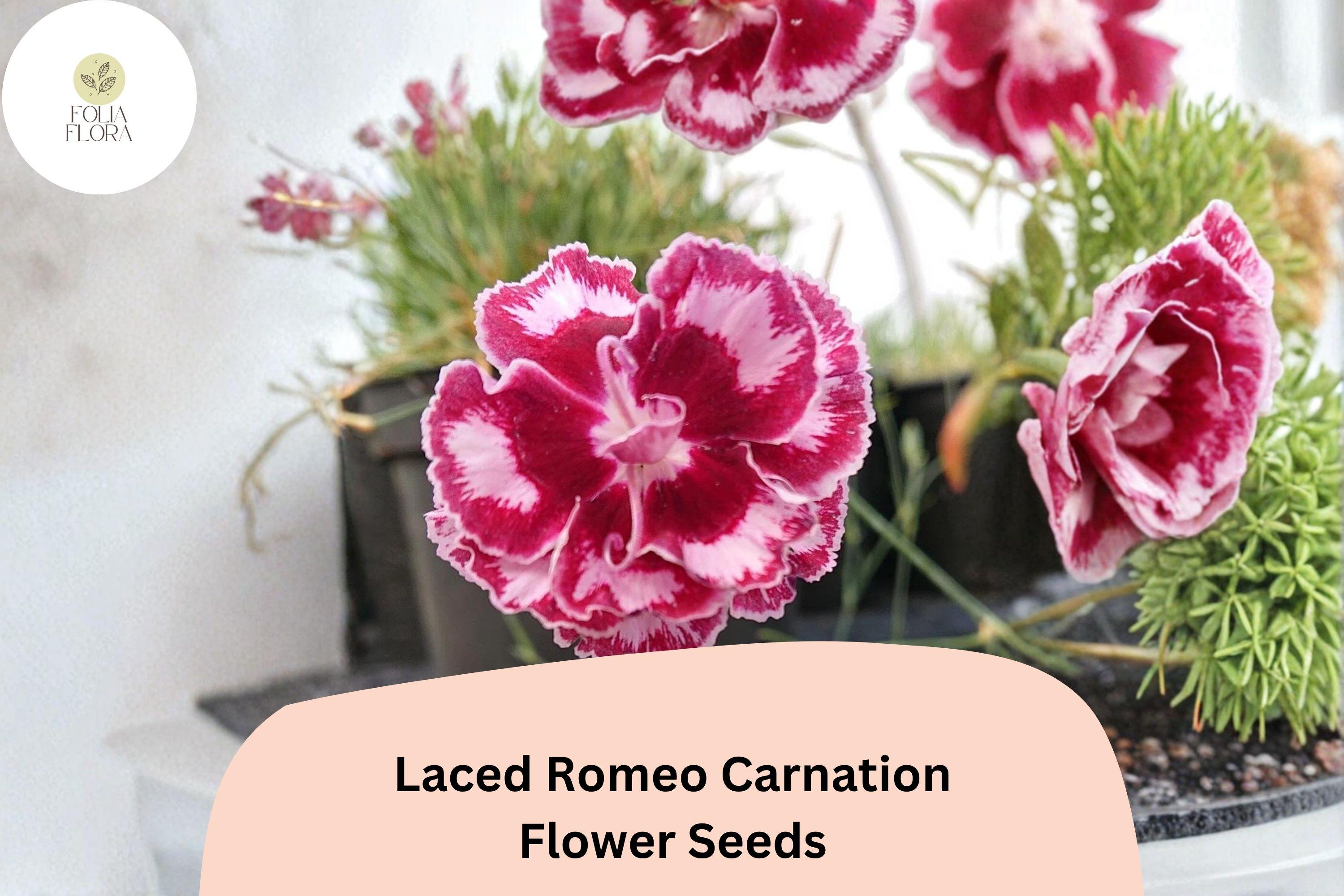 200+ Laced Romeo Carnation Seeds | Dianthus caryophyllus | Frilled Red & White Blooms for Garden Borders