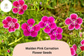 200+ Maiden Pink Carnation Seeds for Garden Planting | Dianthus deltoides | Pink Ground Cover Flowers