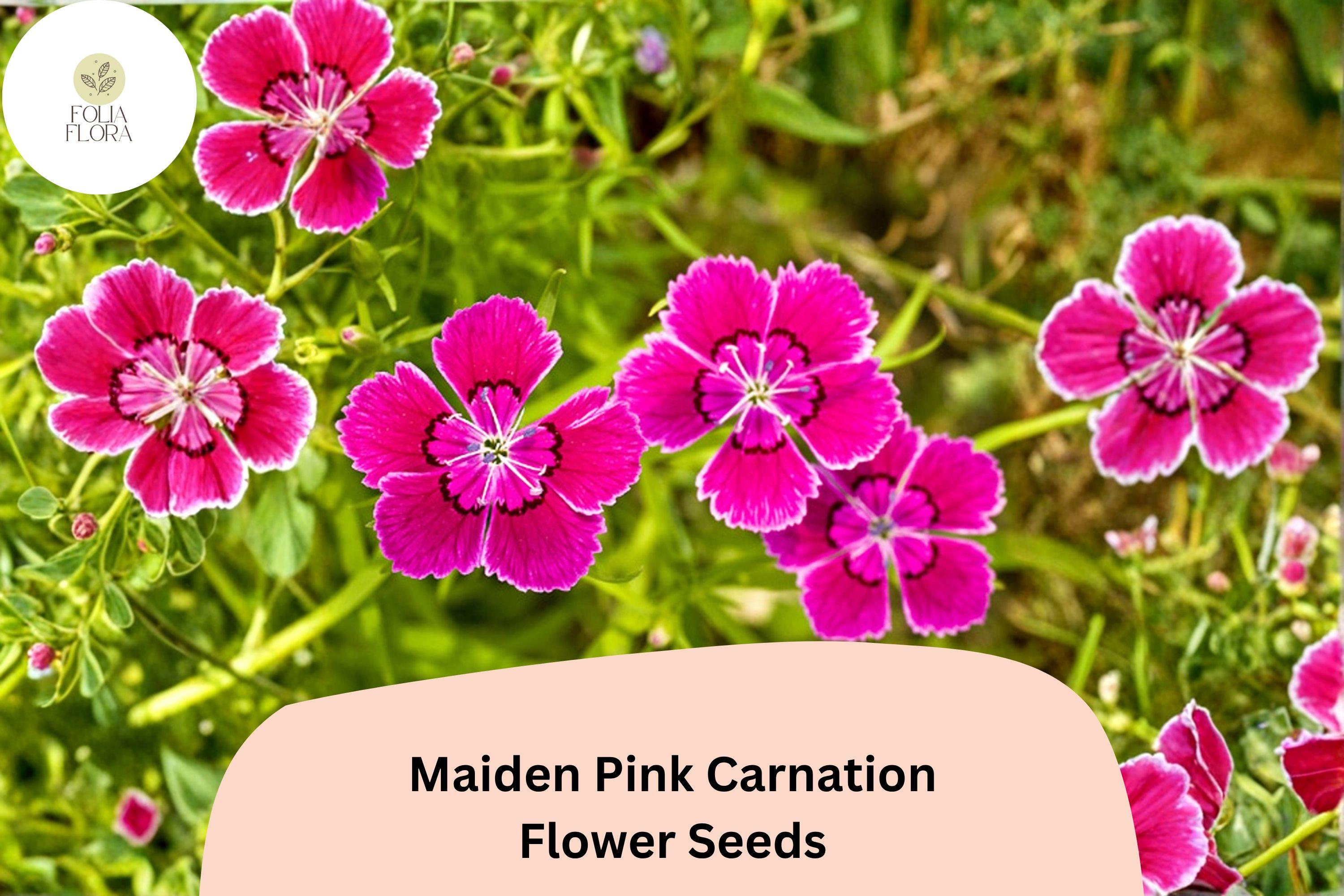 200+ Maiden Pink Carnation Seeds for Garden Planting | Dianthus deltoides | Pink Ground Cover Flowers