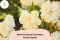 200+ Marie Chabaud Carnation Seeds for Garden Planting | Dianthus caryophyllus | Yellow Carnations