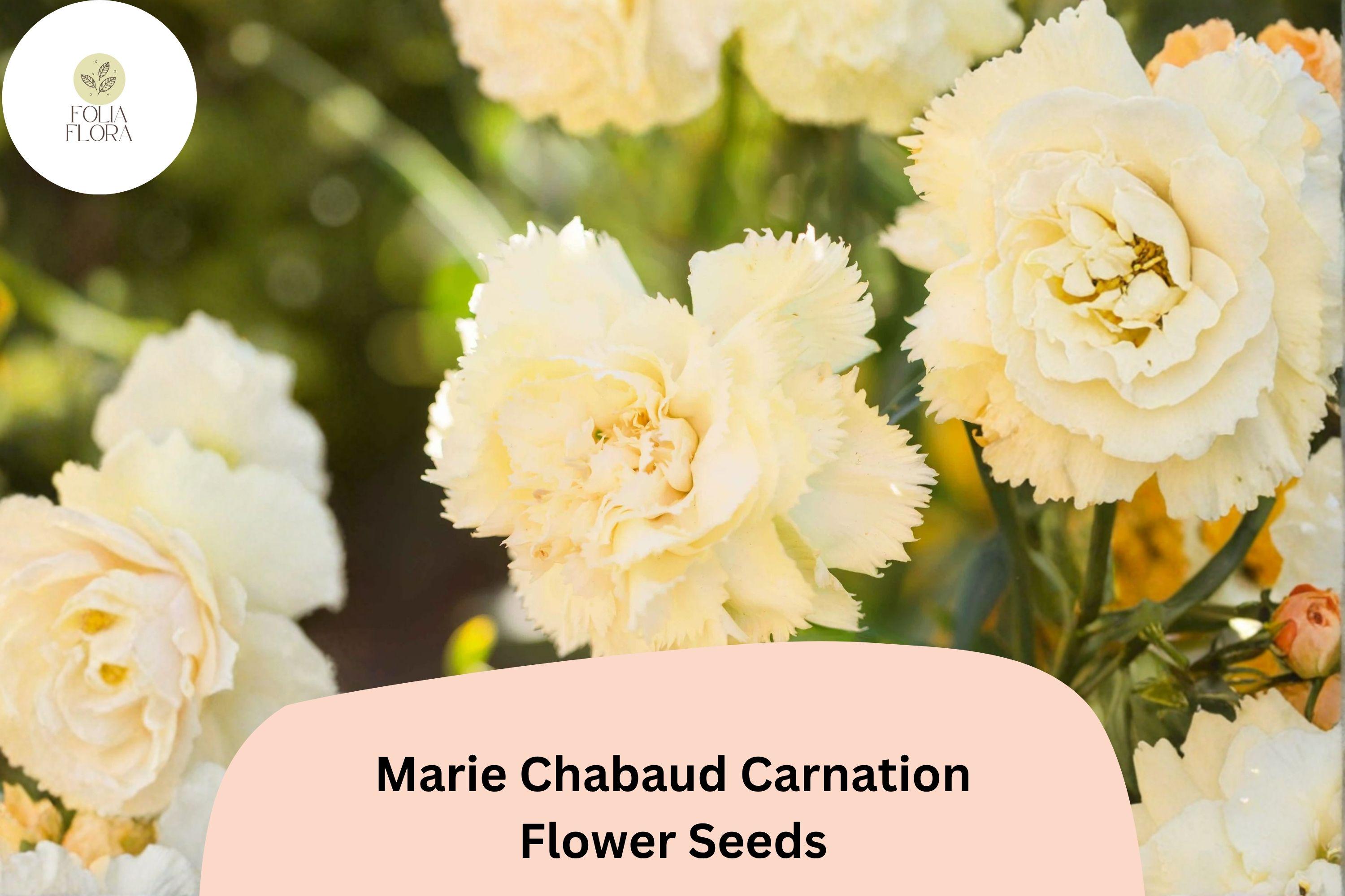 200+ Marie Chabaud Carnation Seeds for Garden Planting | Dianthus caryophyllus | Yellow Carnations