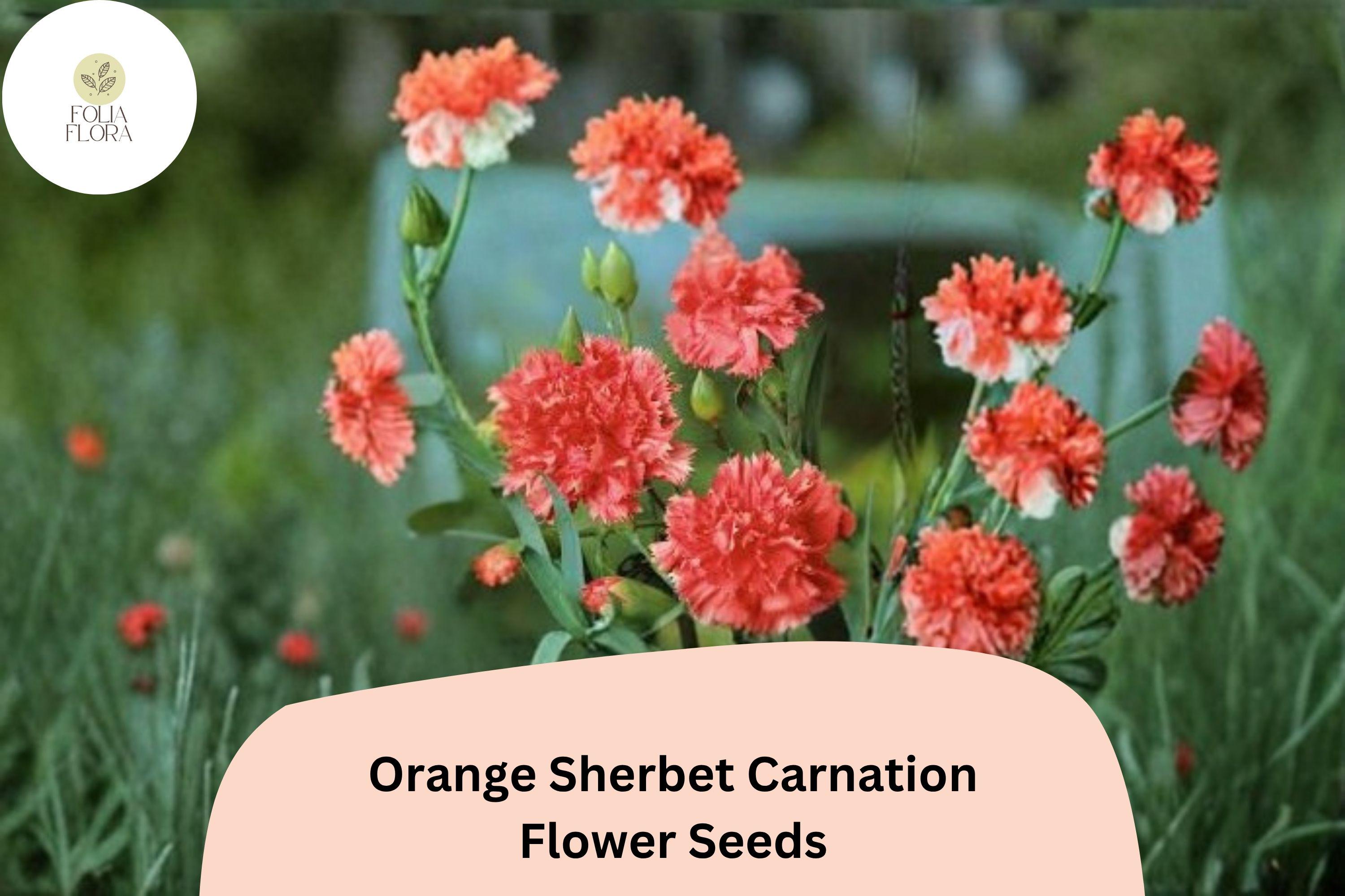 200+ Orange Sherbet Carnation Seeds for Garden Planting | Dianthus caryophyllus | Orange Blooms