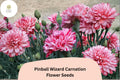 200+ Pinball Wizard Carnation Seeds for Garden Planting | Dianthus caryophyllus | Vibrant Pink & White Blooms