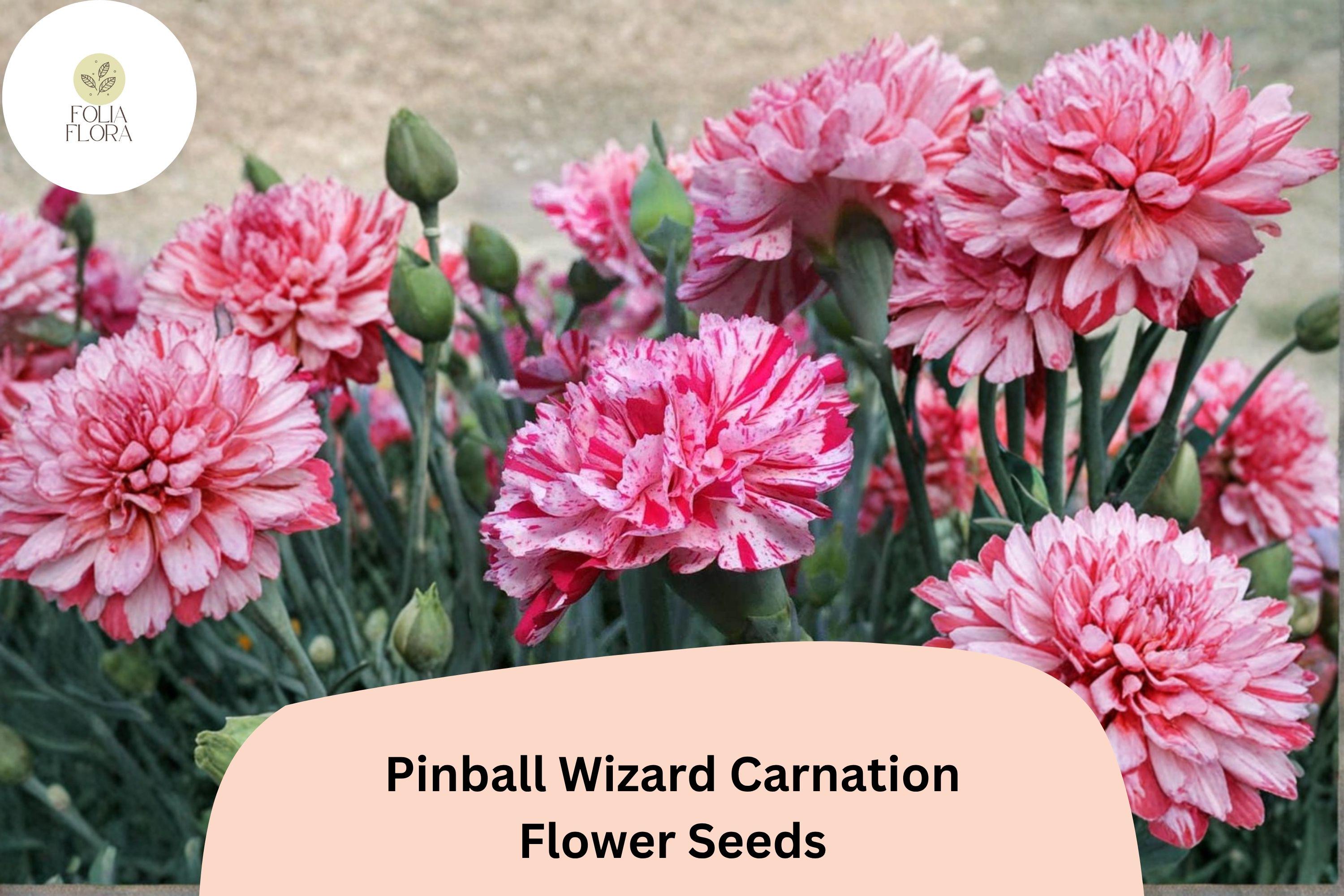 200+ Pinball Wizard Carnation Seeds for Garden Planting | Dianthus caryophyllus | Vibrant Pink & White Blooms