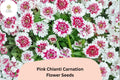 200+ Pink Chianti Carnation Seeds for Garden Planting | Dianthus caryophyllus | Pink & White Bicolor Blooms