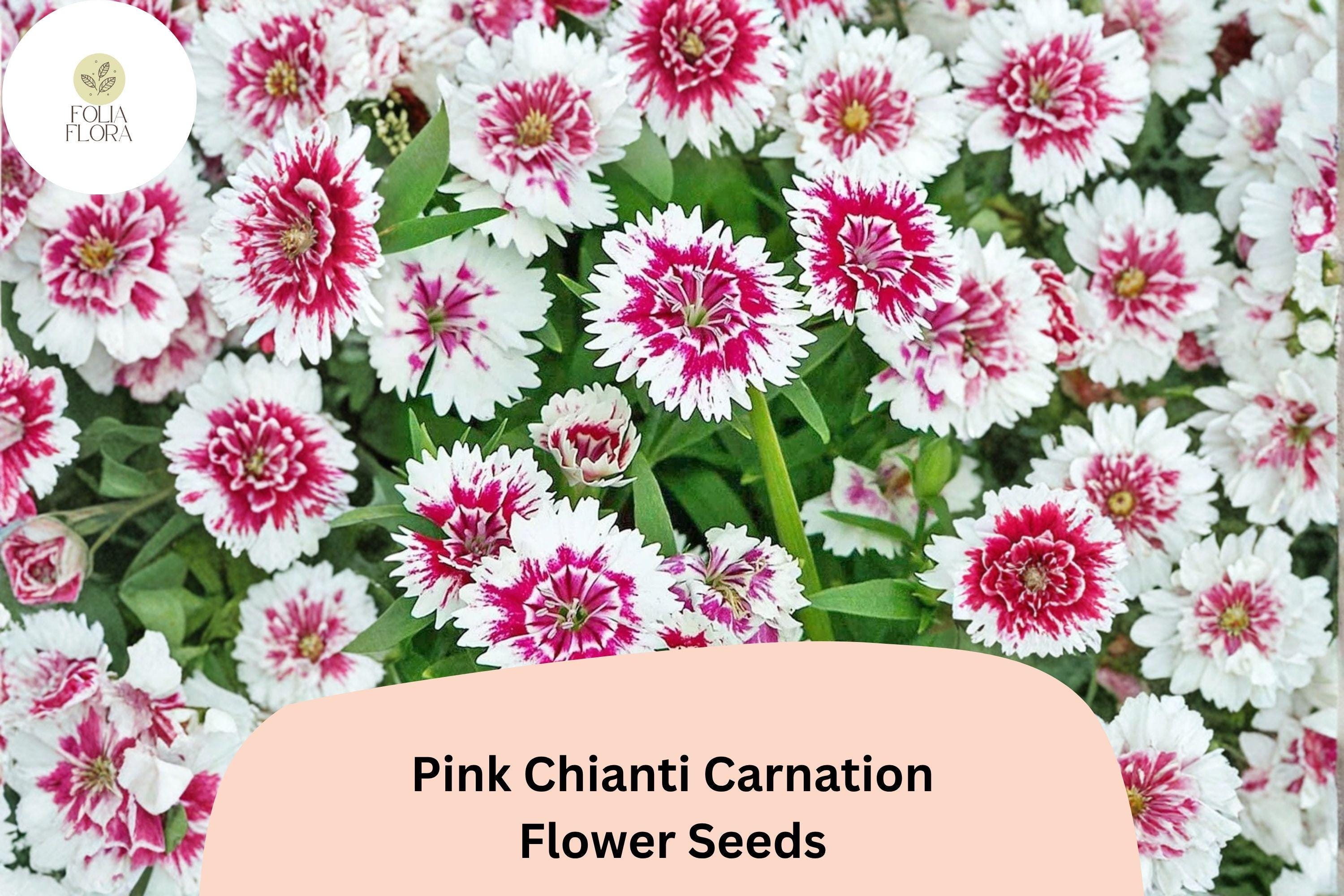200+ Pink Chianti Carnation Seeds for Garden Planting | Dianthus caryophyllus | Pink & White Bicolor Blooms