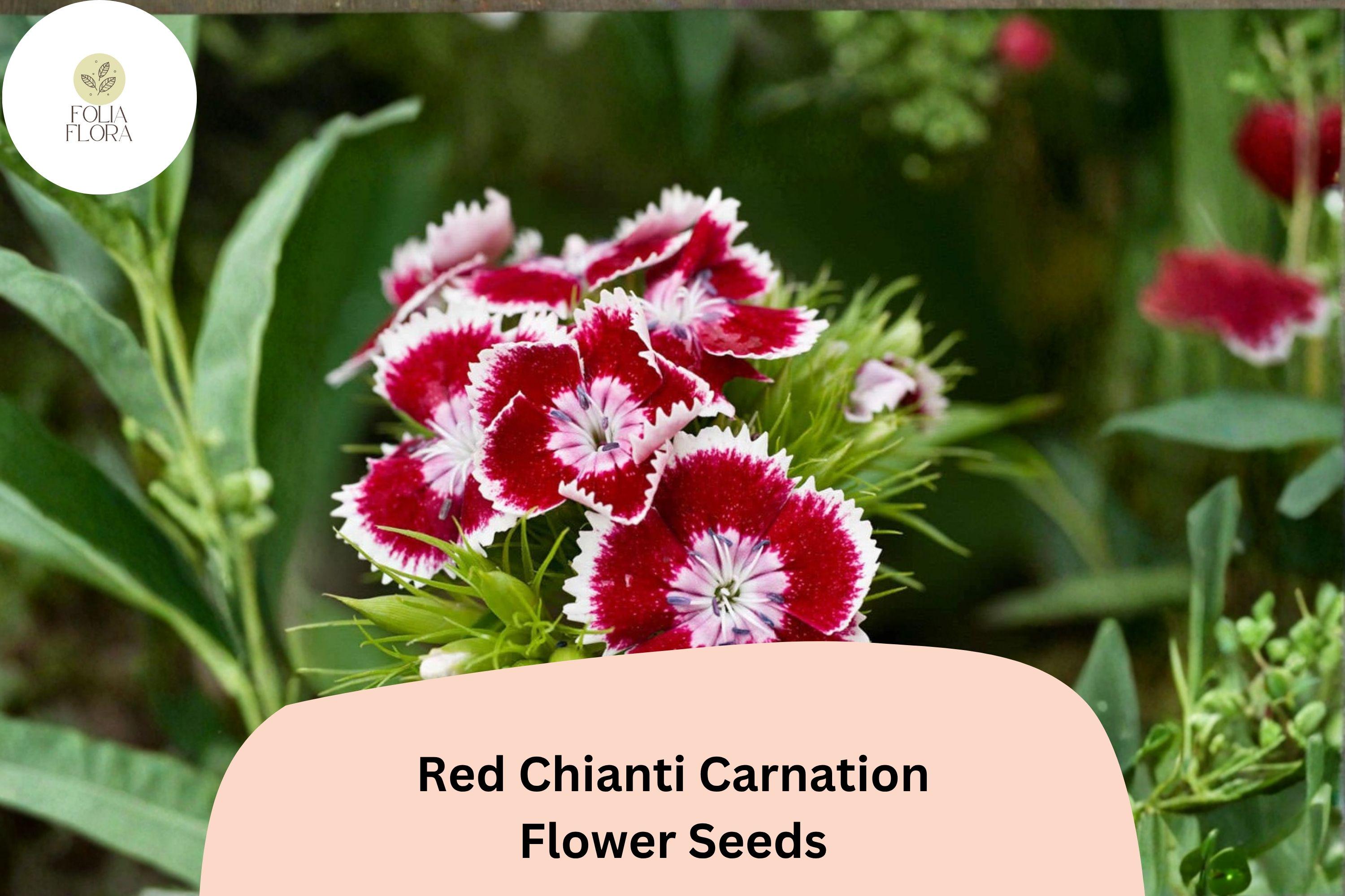 200+ Red Chianti Carnation Seeds for Garden Planting | Dianthus caryophyllus | Deep Red Blooms