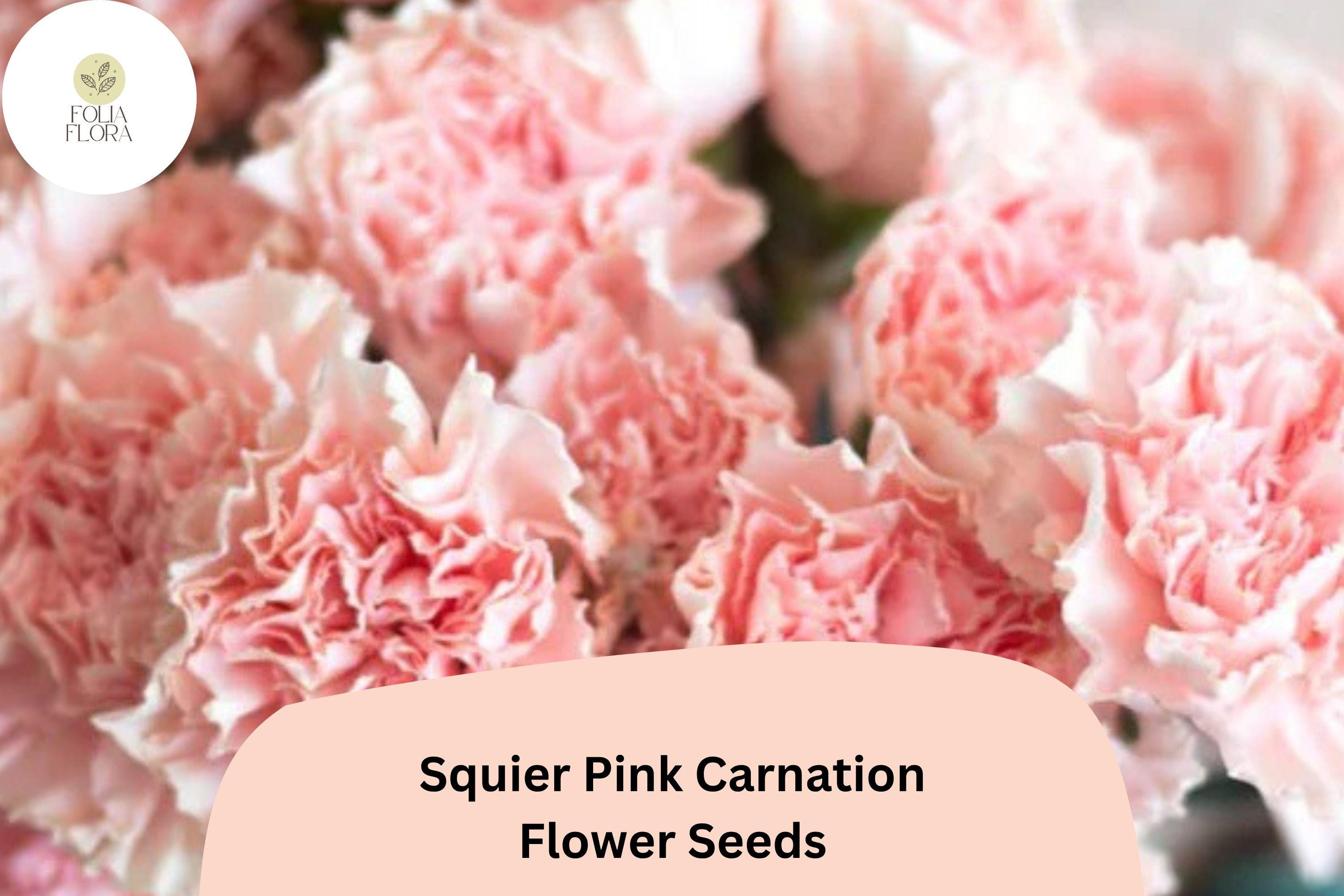 200+ Squier Pink Carnation Seeds for Garden Planting | Dianthus caryophyllus | Bright Pink Blooms