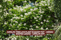 Catalpa Tree Live Plant in Quart Pot, Arrow-Shaped Leaves, Catalpa speciosa, Deciduous Shade Tree for Garden and Landscaping