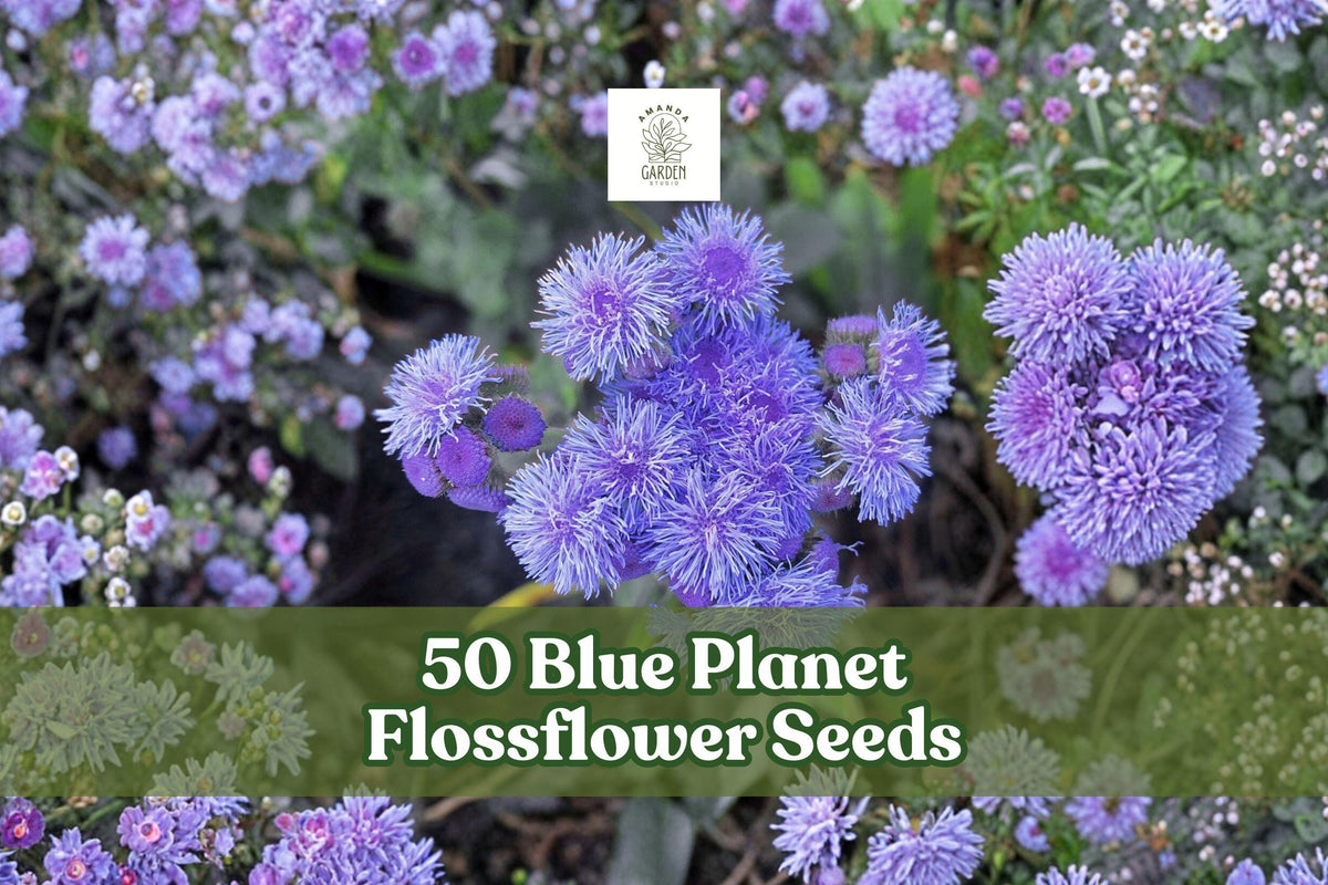 50 Blue Planet Flossflower Seeds | Ageratum houstonianum | Compact Blue Blooms for Pollinator Gardens & Containers
