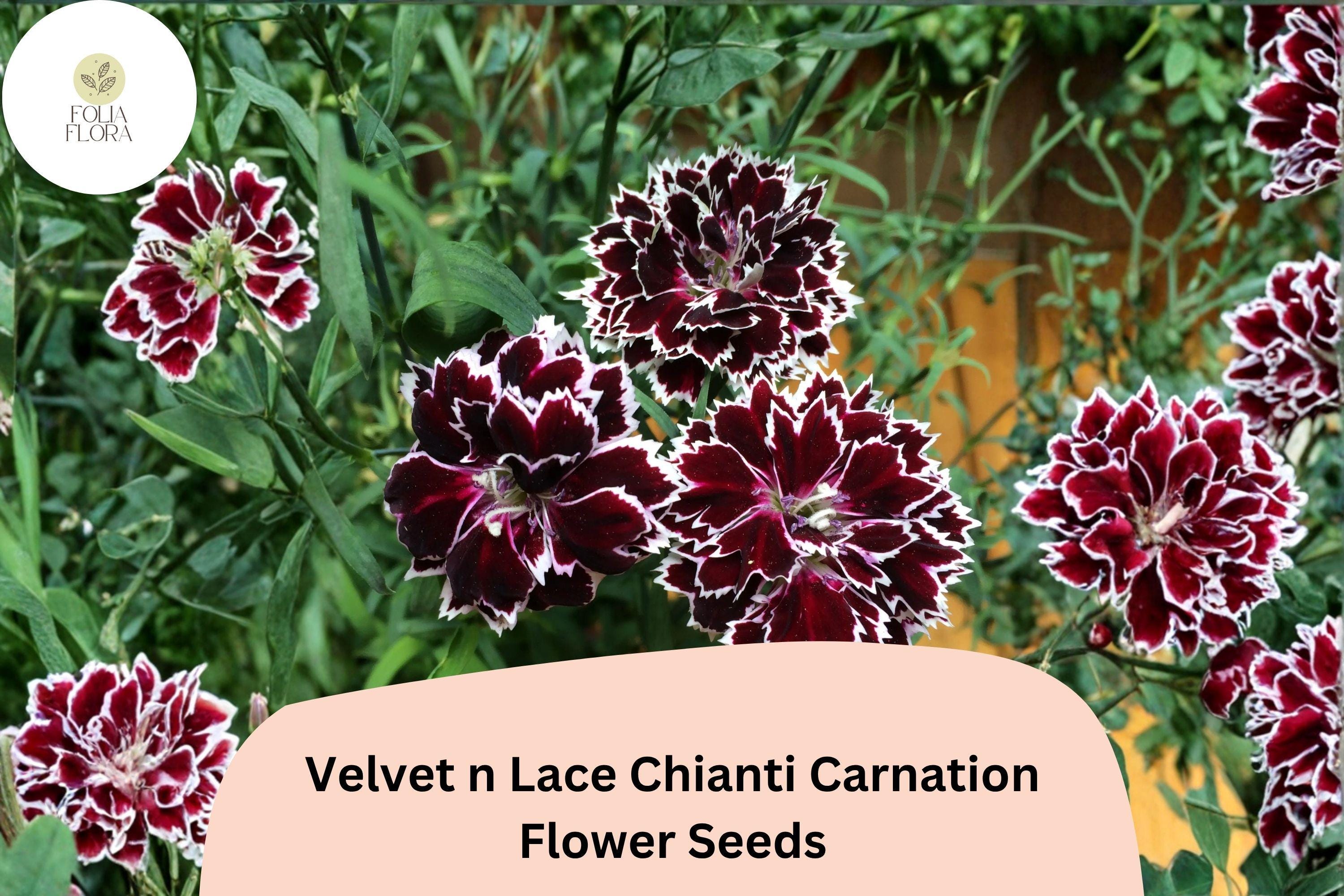 200+ Velvet n Lace Chianti Carnation Seeds for Garden Planting | Red & White Blooms