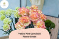 200+ Yellow Pink Carnation Seeds for Garden Planting | Dianthus caryophyllus | Bicolor Blooms