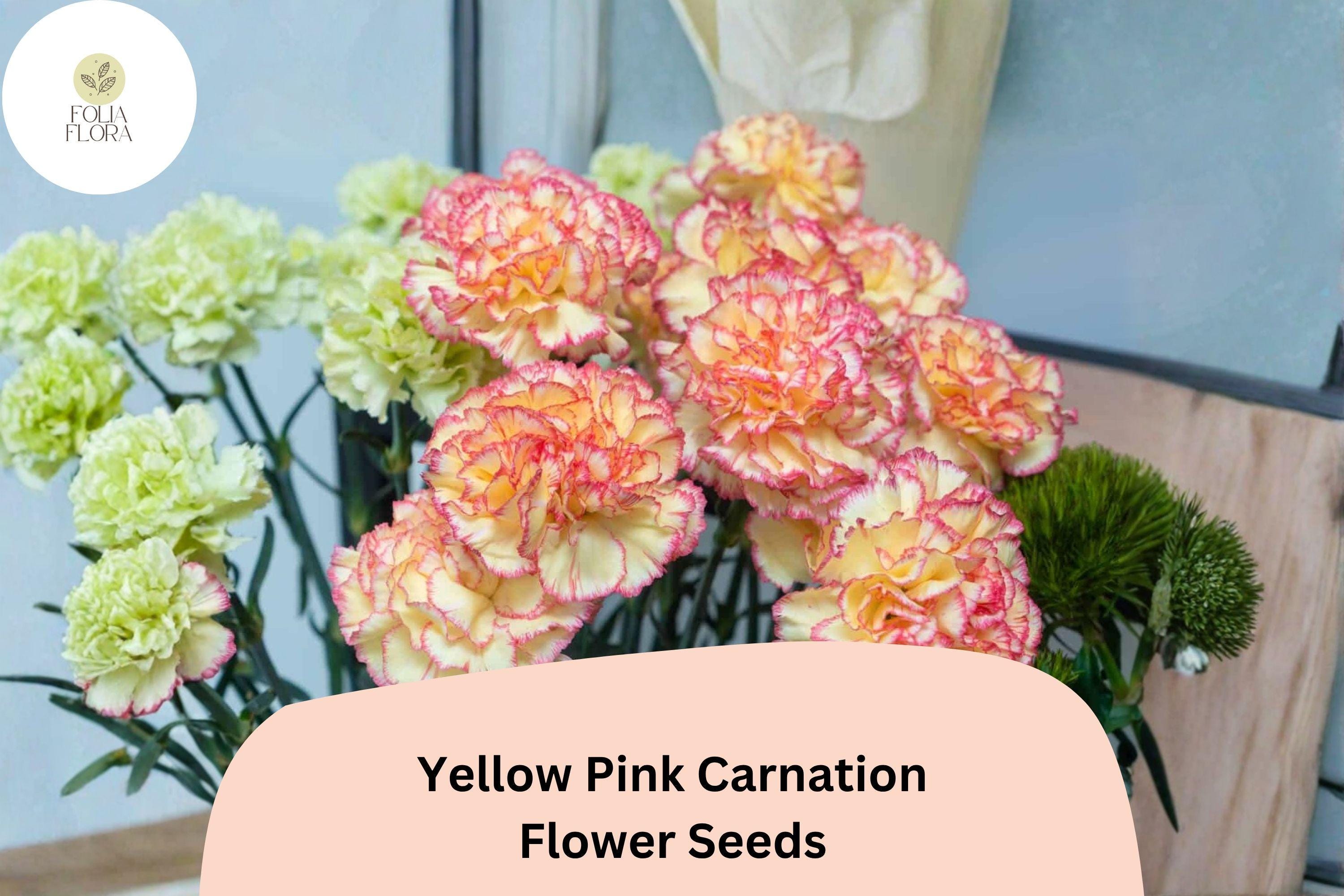 200+ Yellow Pink Carnation Seeds for Garden Planting | Dianthus caryophyllus | Bicolor Blooms