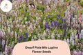 25+ Dwarf Pixie Mix Lupine Seeds | Lupinus nanus | Compact Mixed Colors